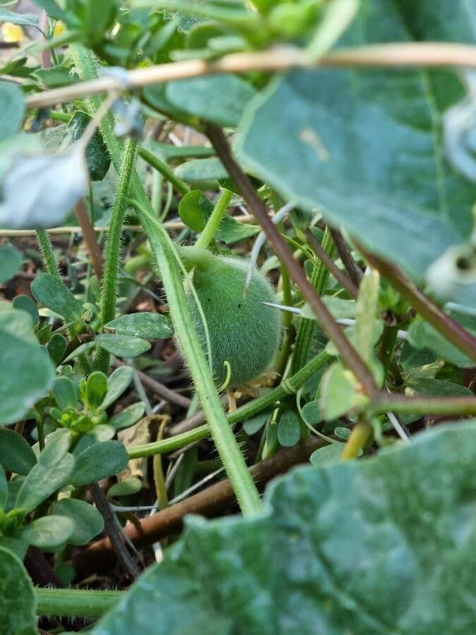 Cetriolo