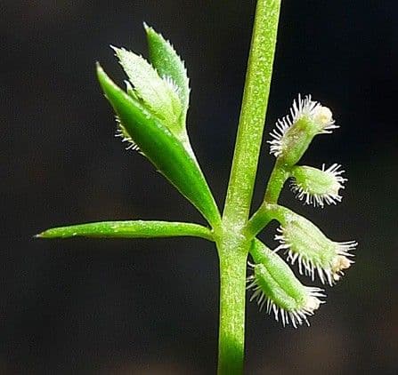 Galium murale 28