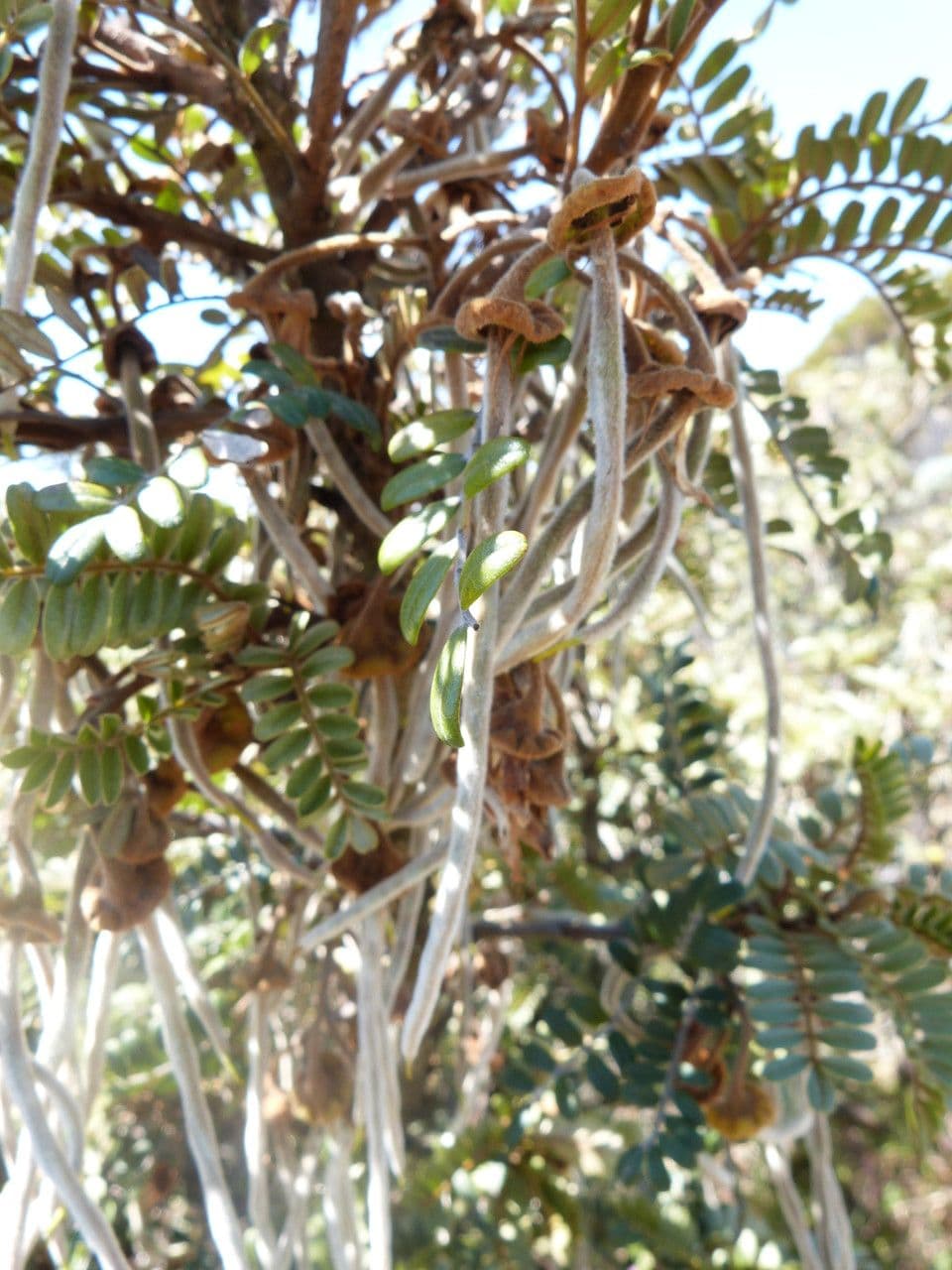 Sophora denudata 4
