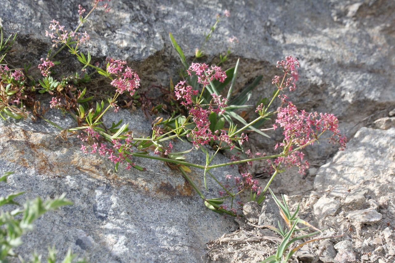 Caglio rosso 8