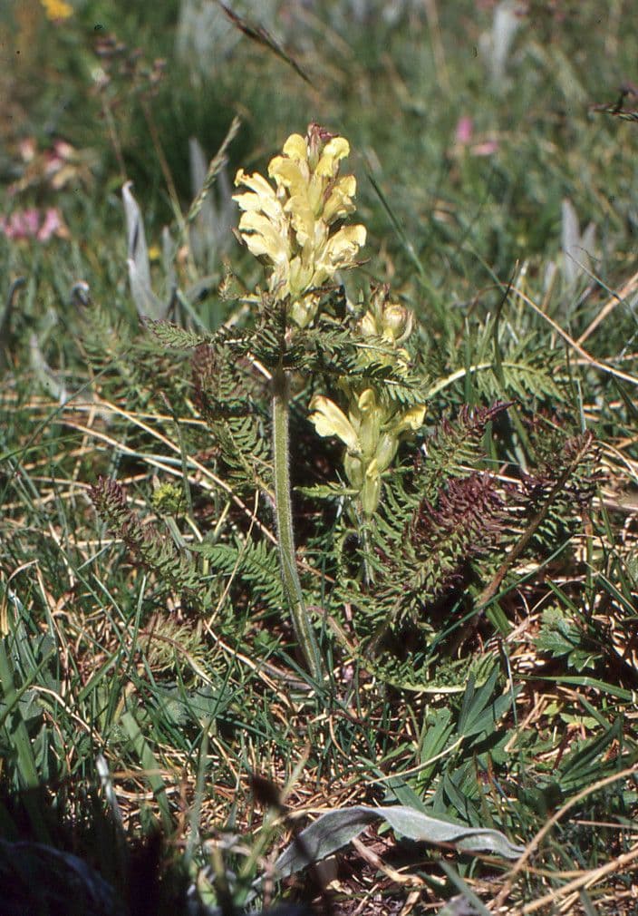 Pedicularis comosa 10