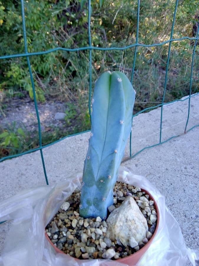 Myrtillocactus geometrizans 7
