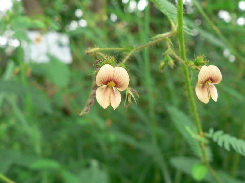 Aeschynomene indická 9