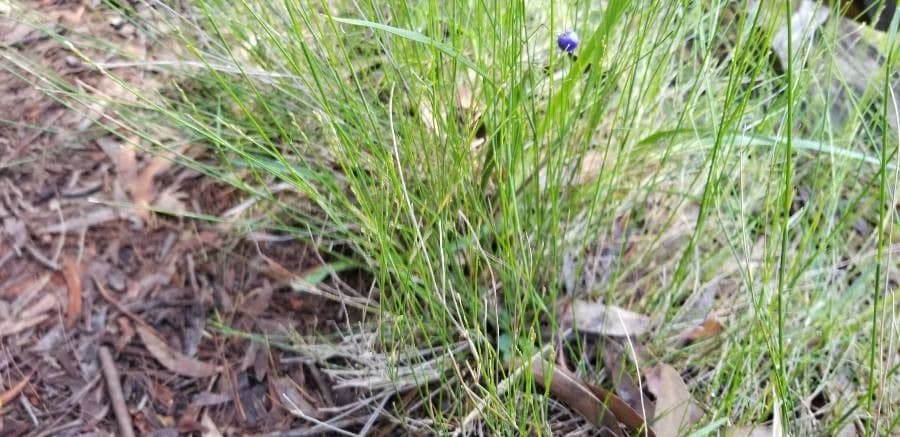 Dianella modrá 11