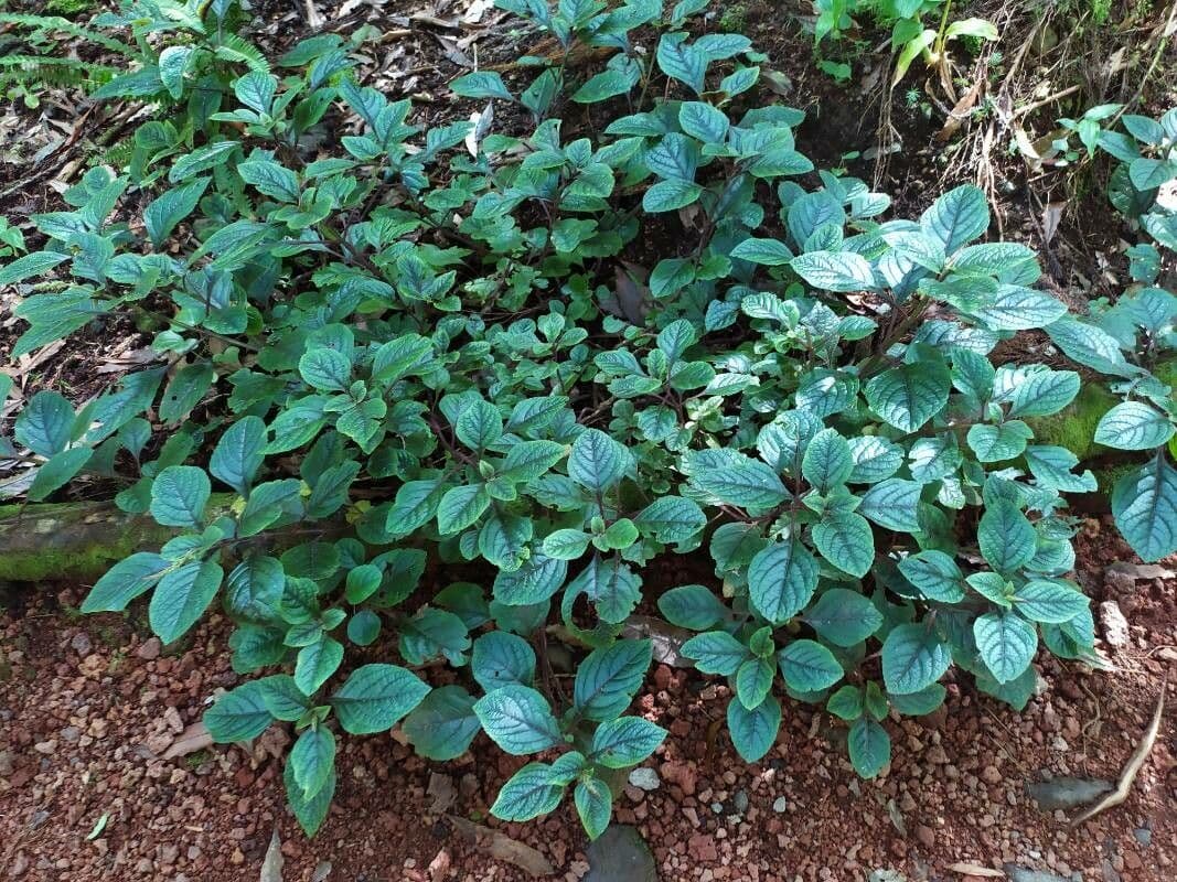 Plectranthus 7