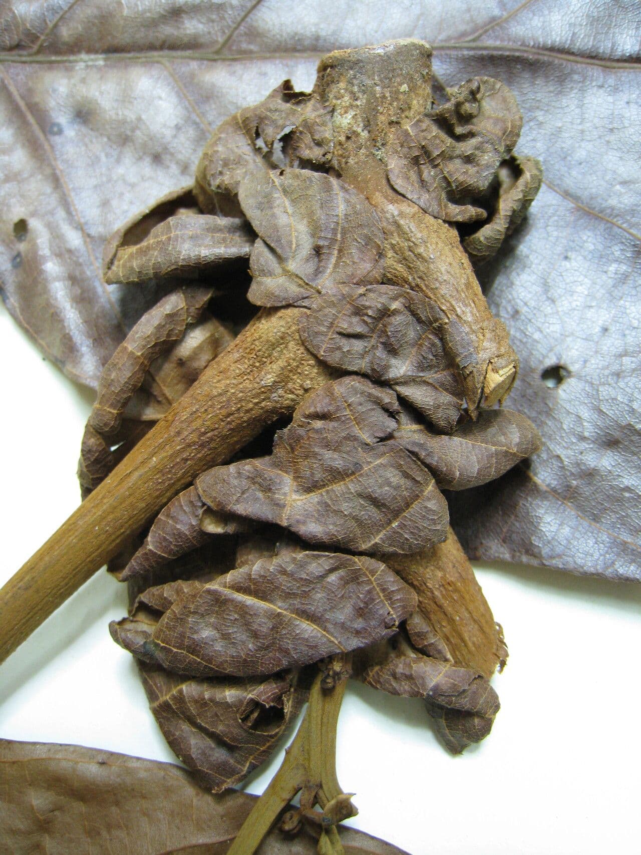 Tachigali 3