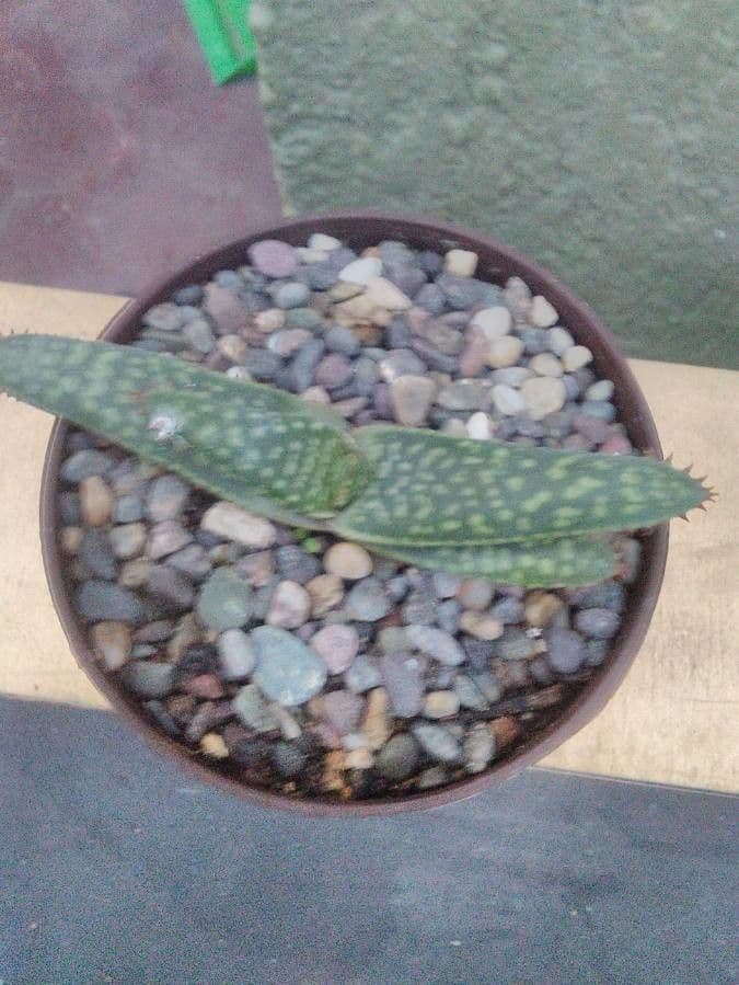Aloes