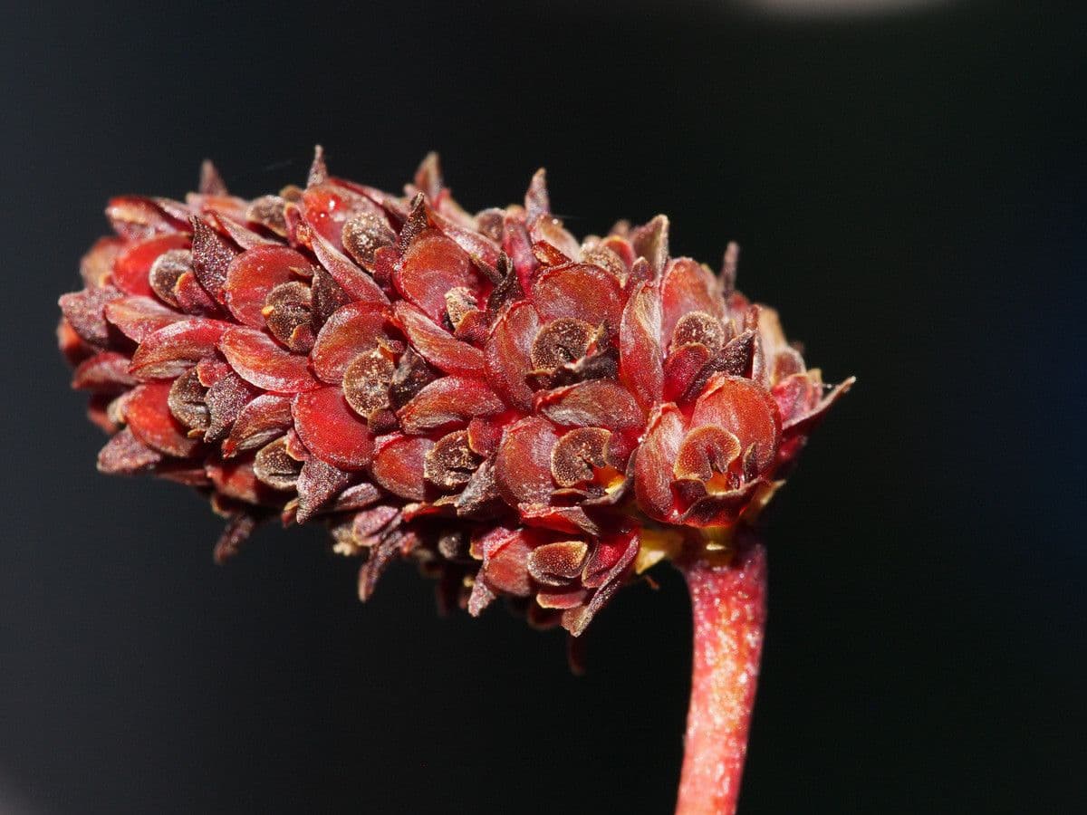 Bulbophyllum 2