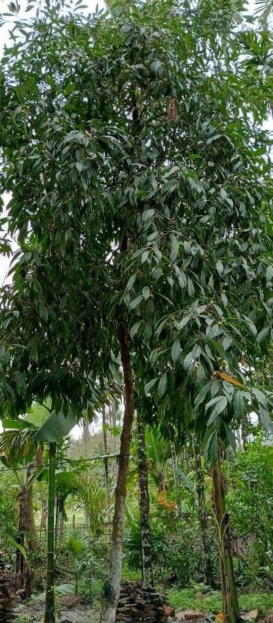 Garcinia