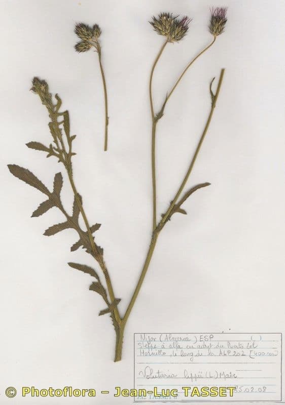 Volutaria tubuliflora 8