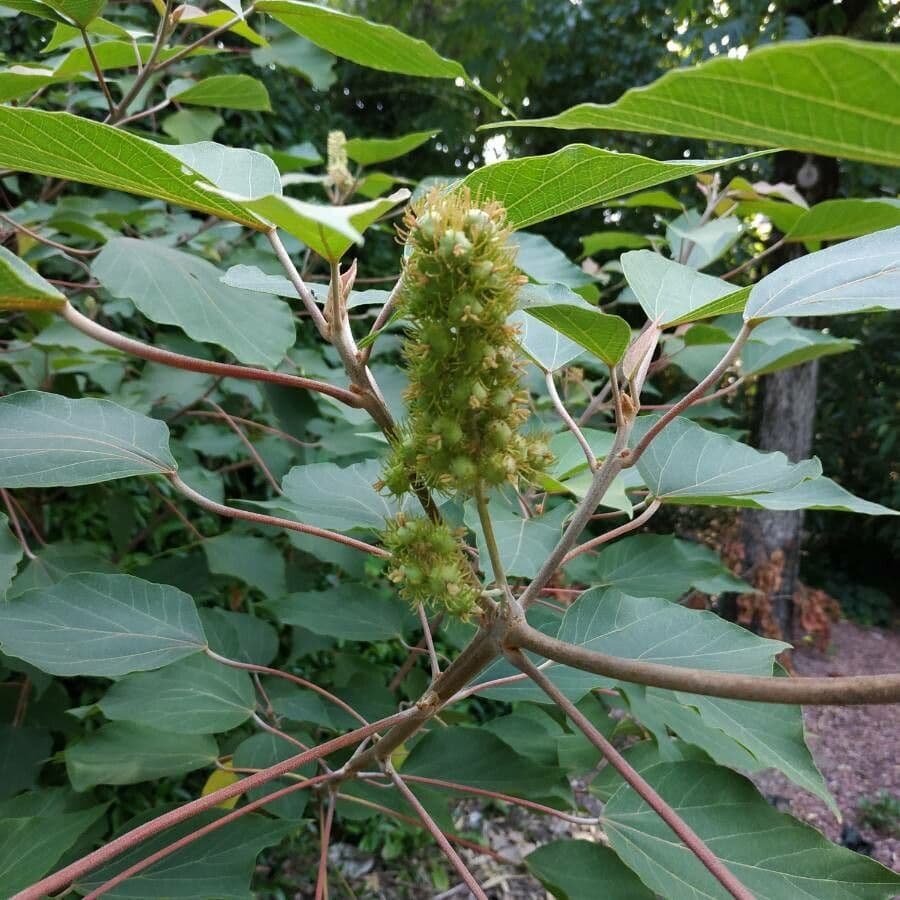Homalanthus populifolius 2