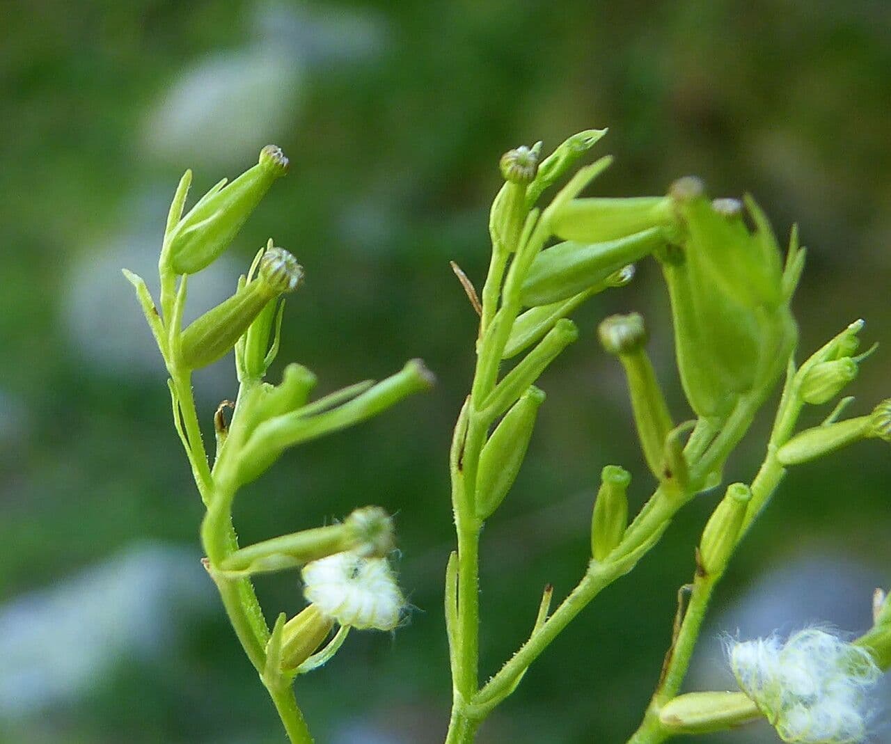 Valeriana trifogliata