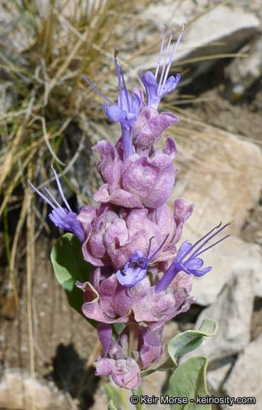 Salvia pachyphylla 5