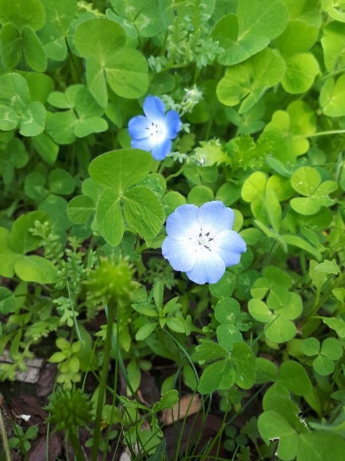 Nemophila 2
