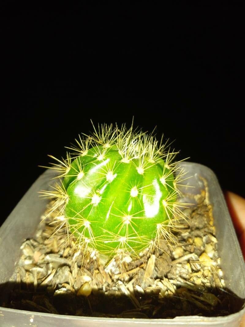 Echinopsis 4