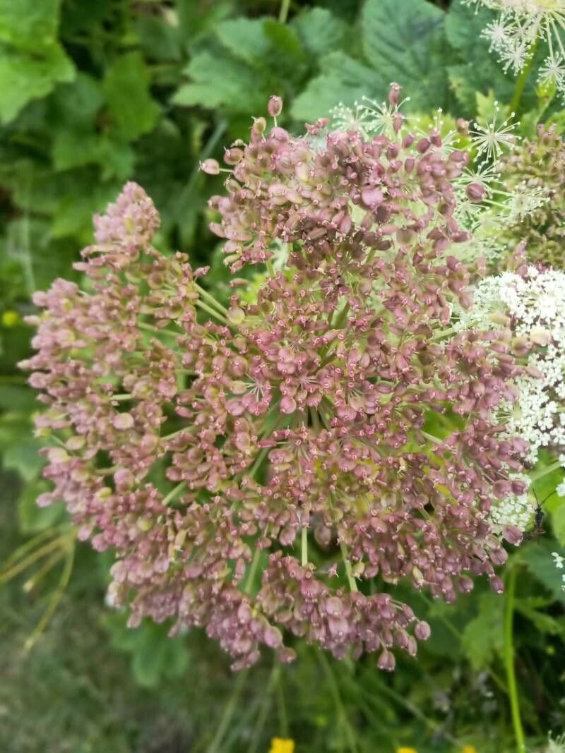 Meduňka lékařská