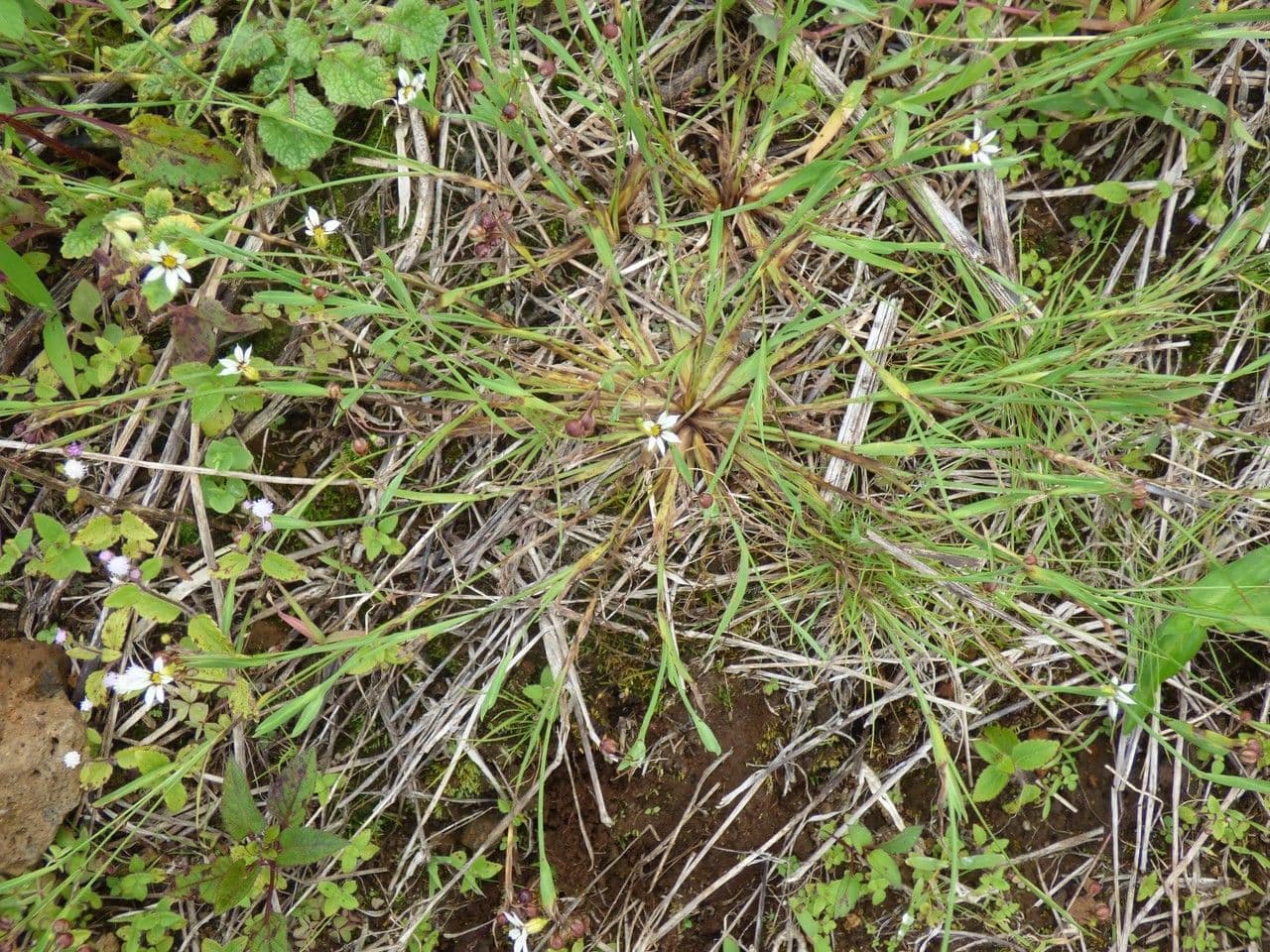 Sisyrinchium micranthum 11