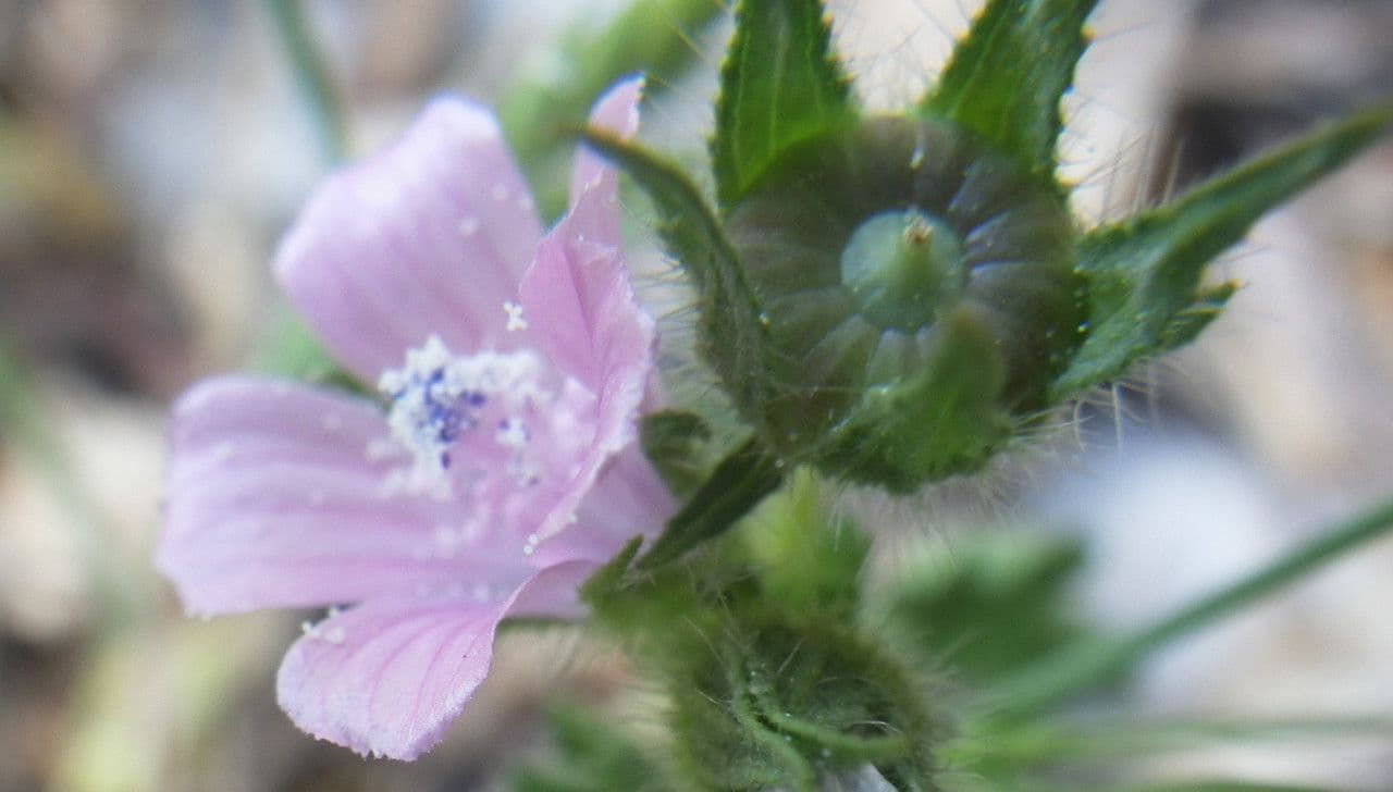 Malva di Creta