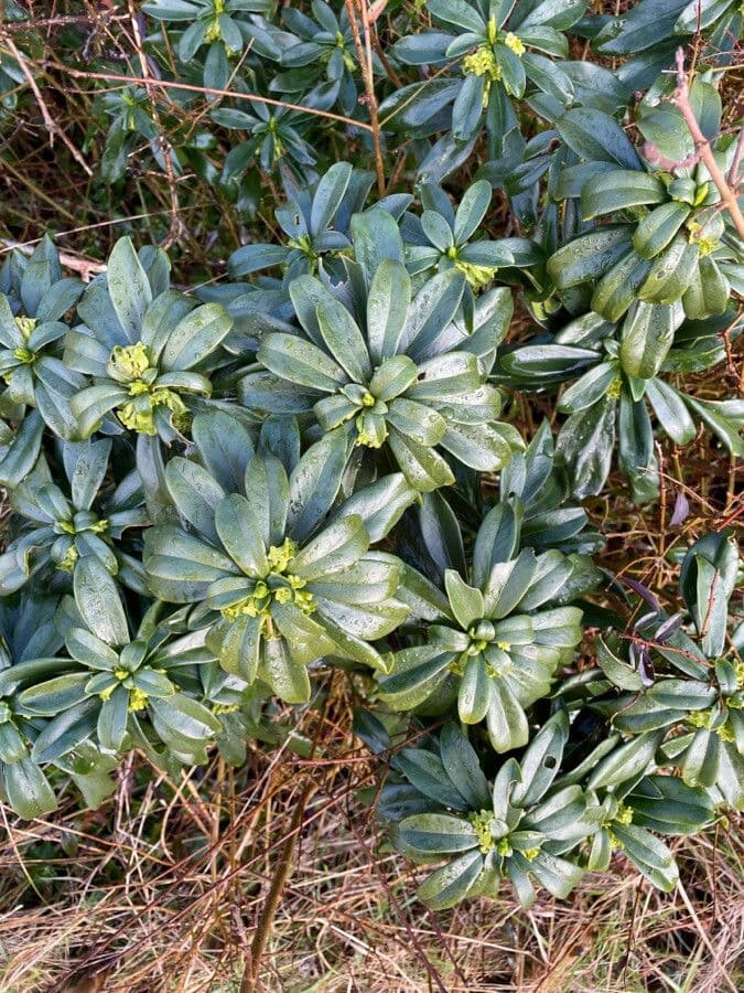 Olivella 12