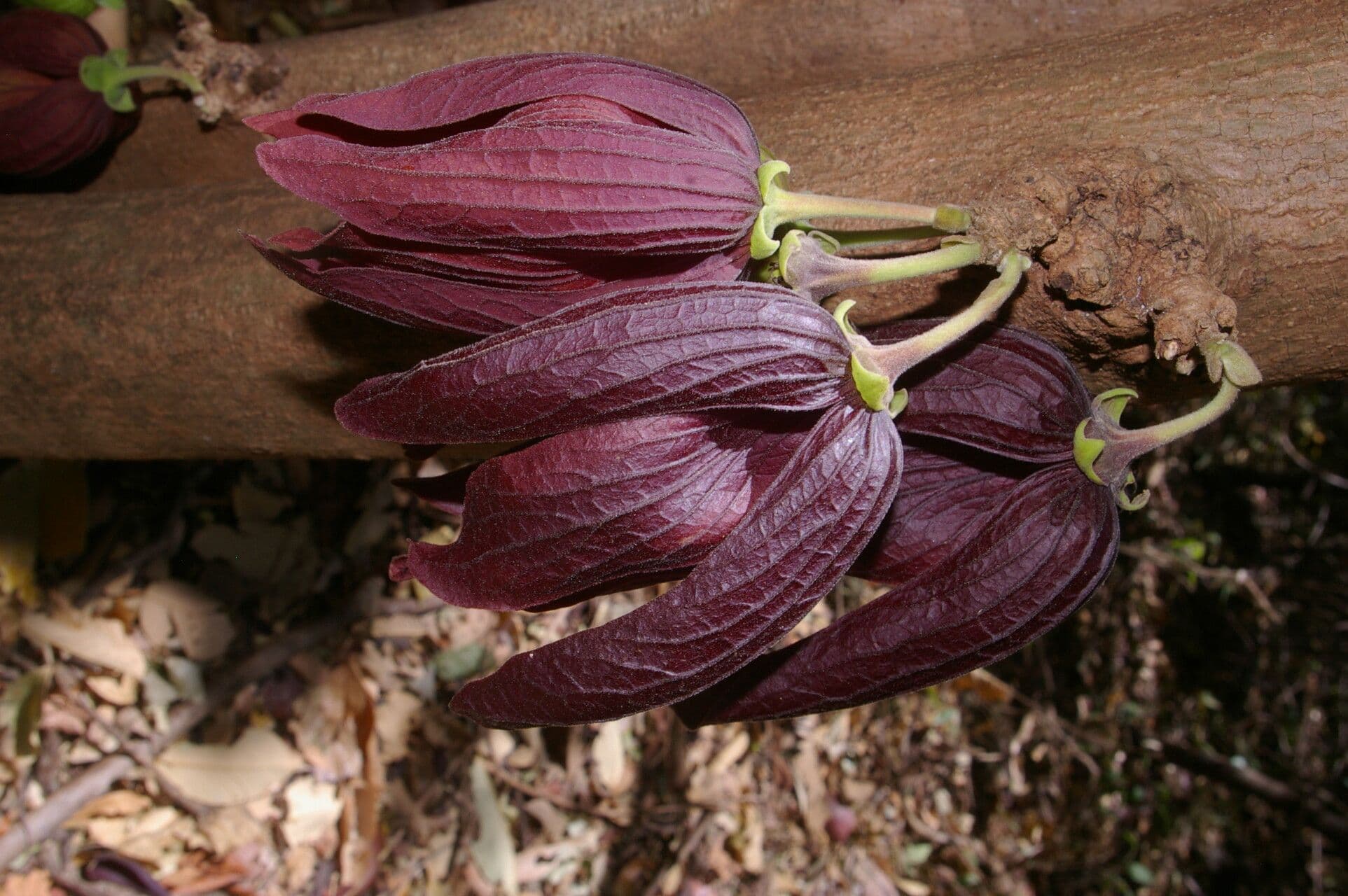 Sapranthus 4