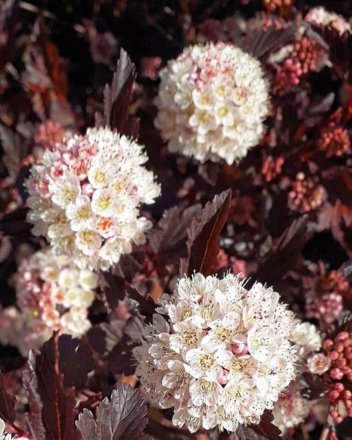 Physocarpus capitatus 7