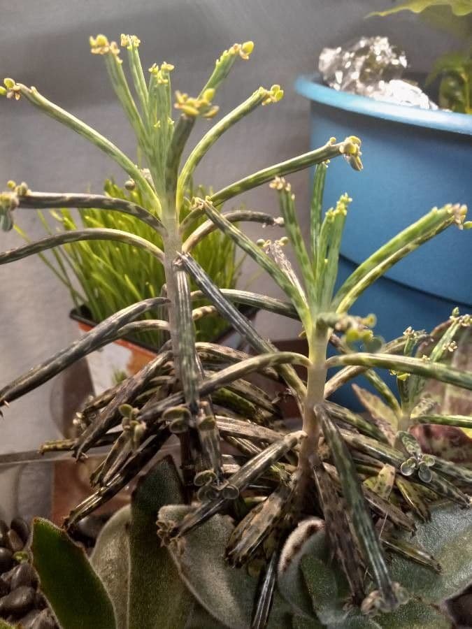 Kalanchoe
