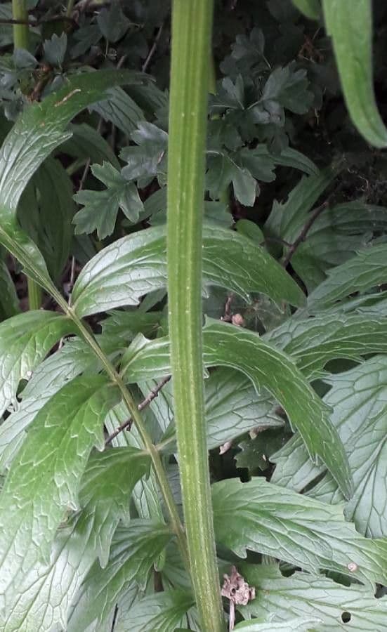 Valeriana comune 25