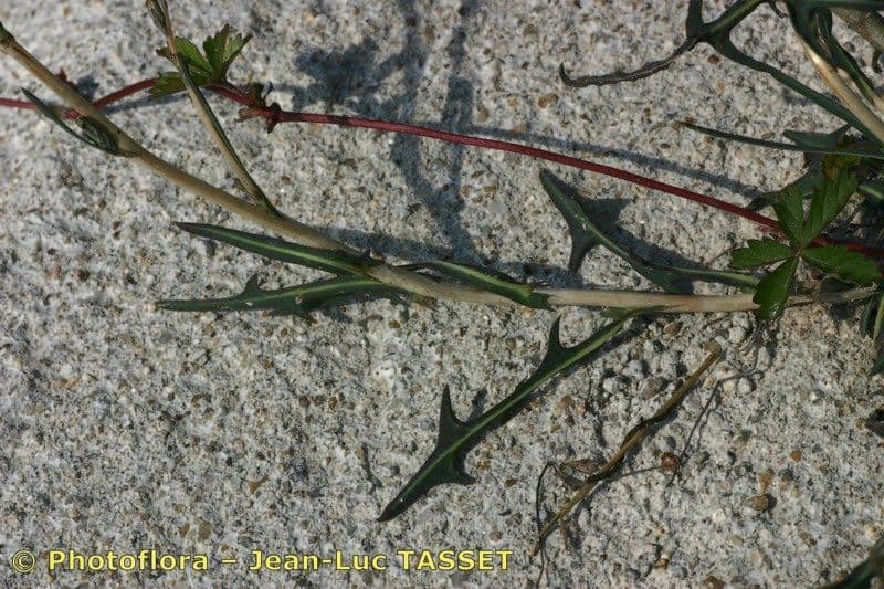 Lactuca saligna 28