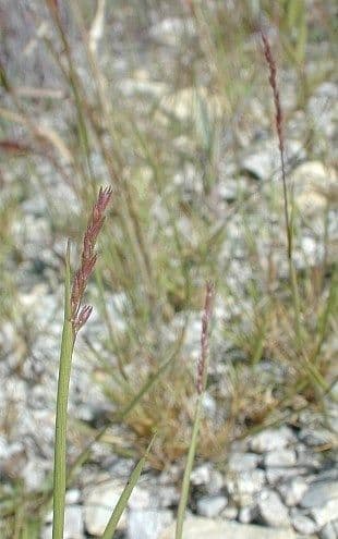 Sporobolus neglectus
