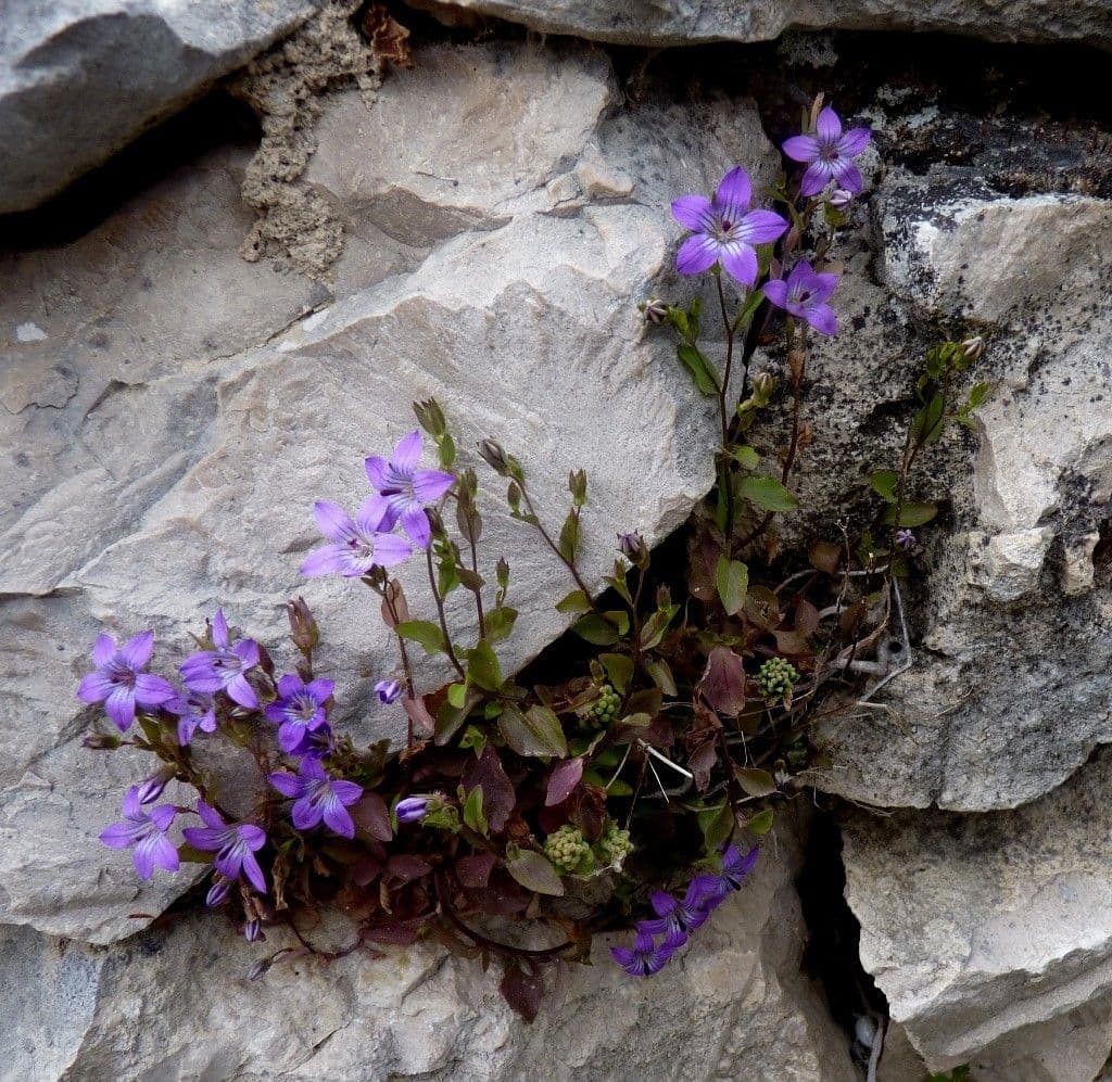 Campanula 5