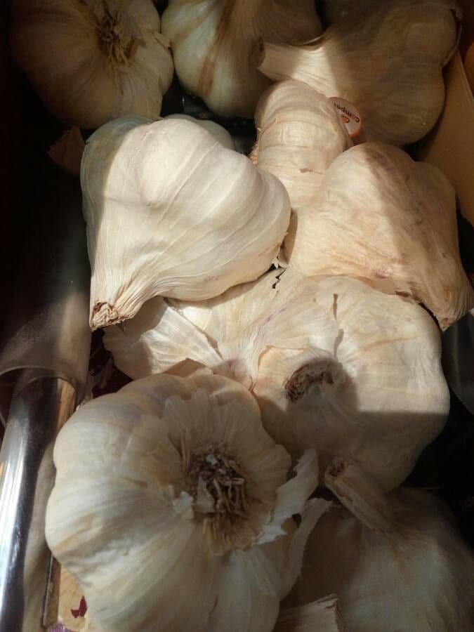 Aglio 4