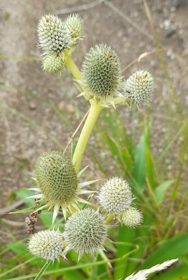 Panicaut 7