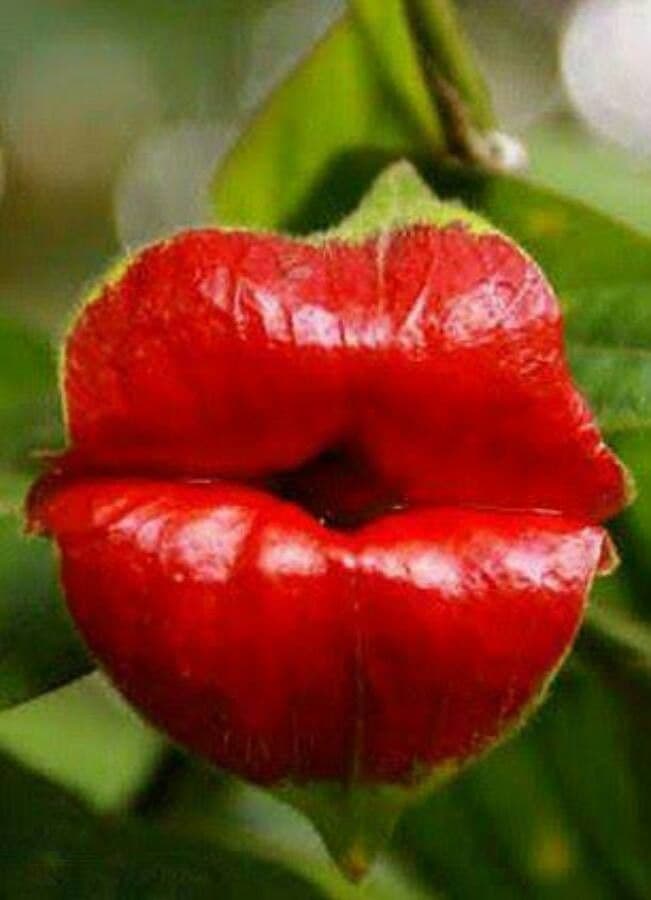 Labios rojos 6