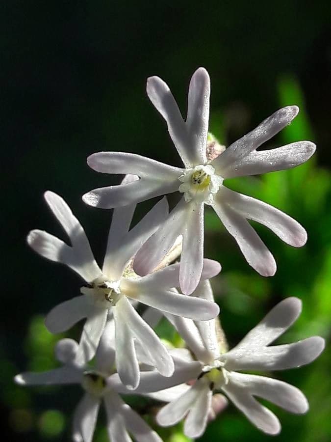 Mediterranean catchfly 10