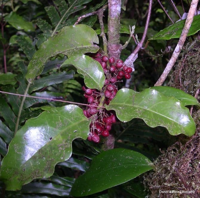 Amborella 9