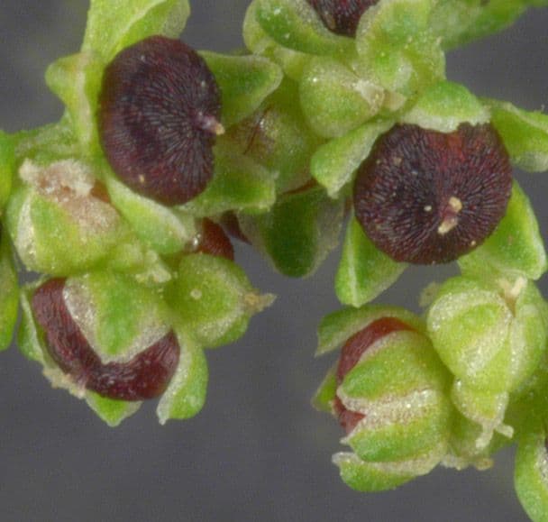 Chénopode polysperme 2