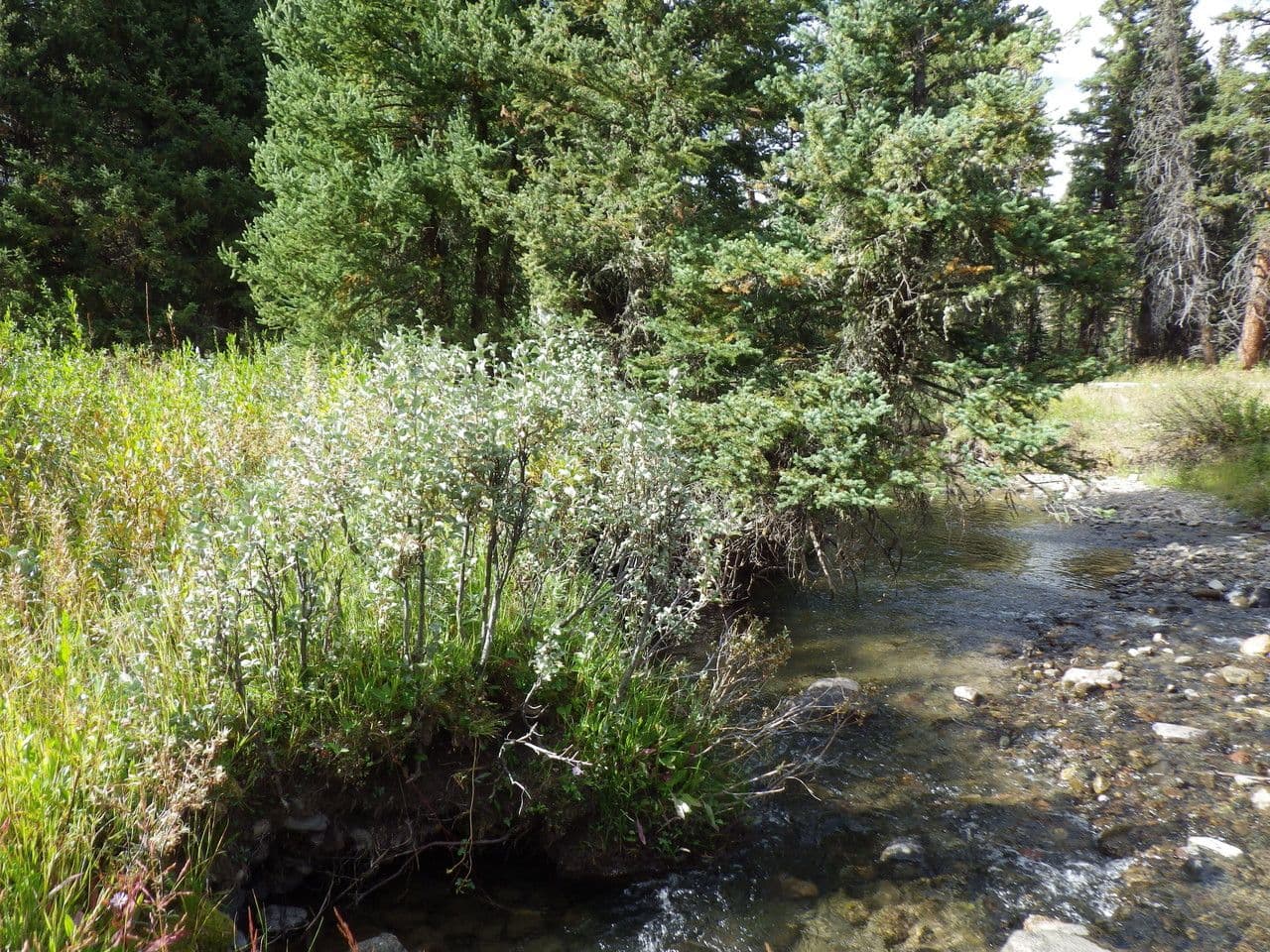 Hlošina stříbrná 12