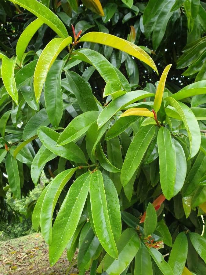 Garcinia verde 7