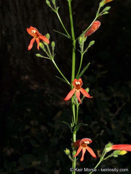 Bartblume 7
