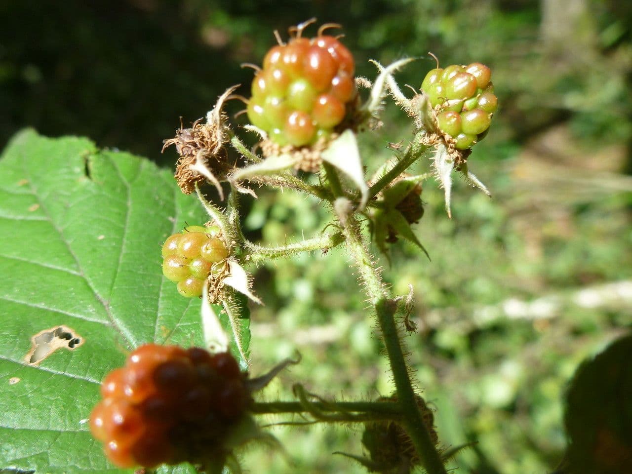 Rovo 3