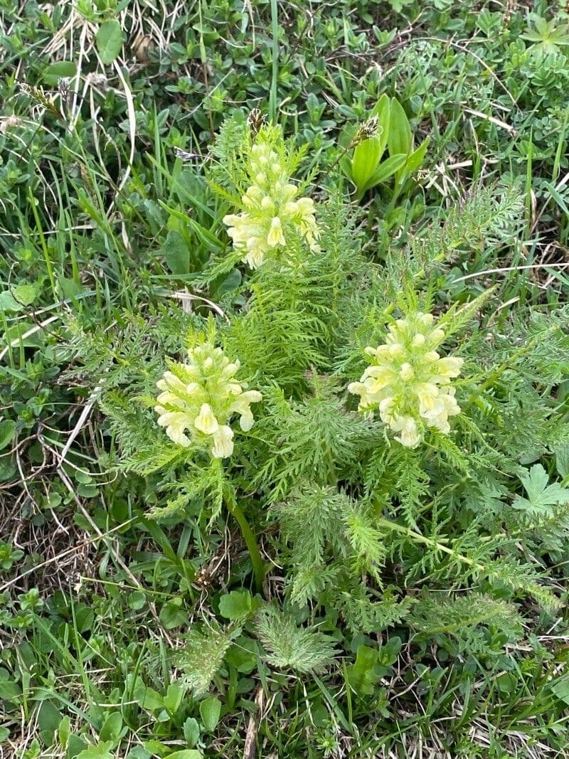 Pedicularis frondosa 14