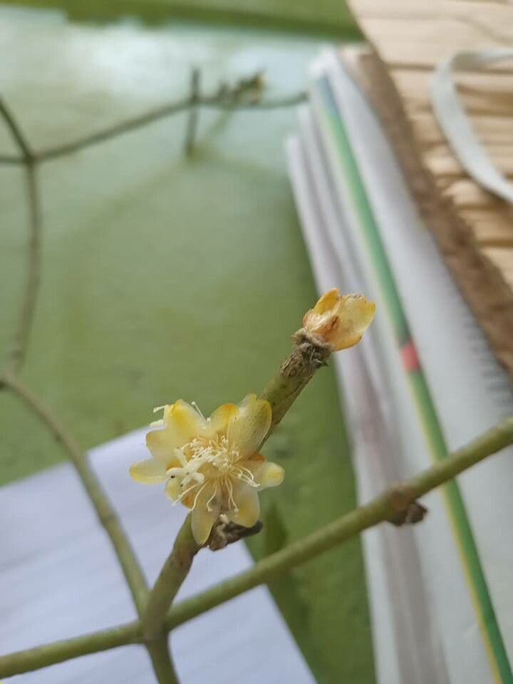 Rhipsalis 4