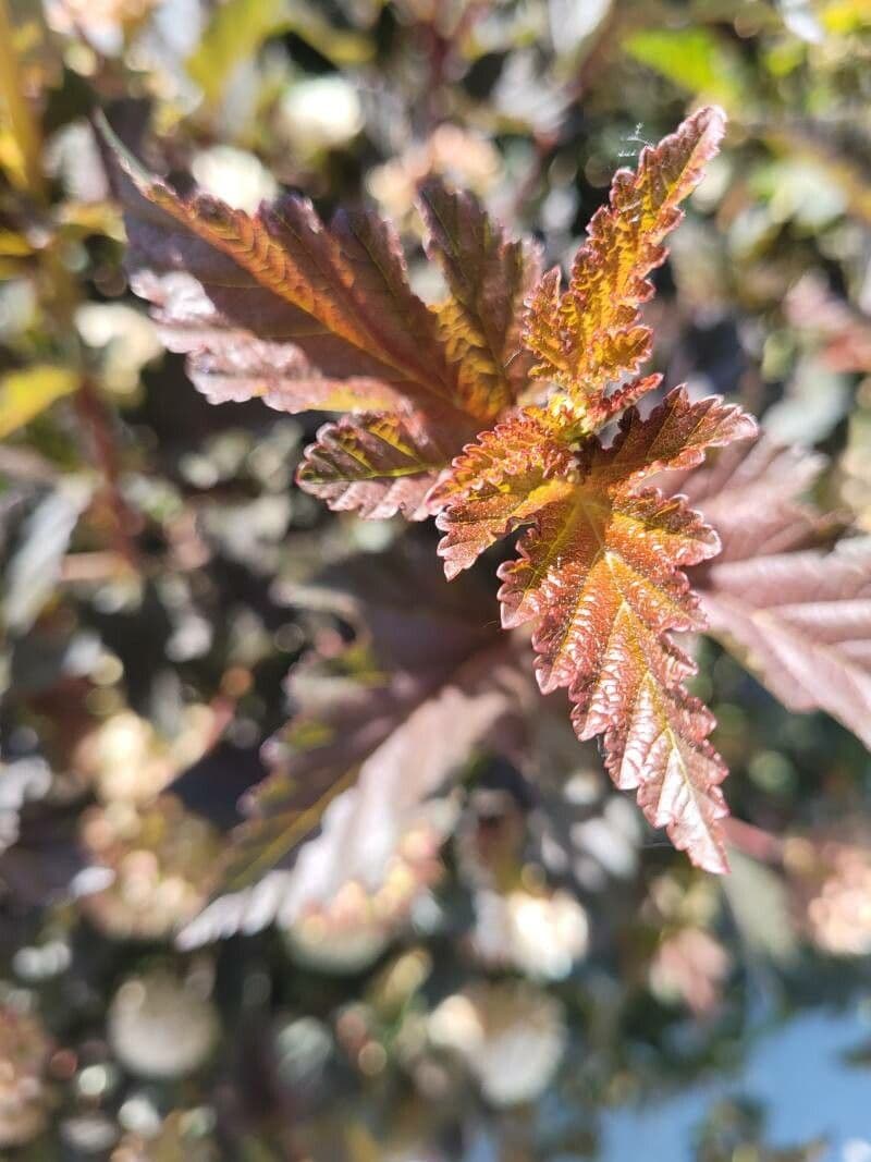 Potočnice strední 16