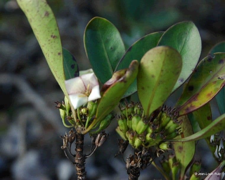 Thiollierea 5