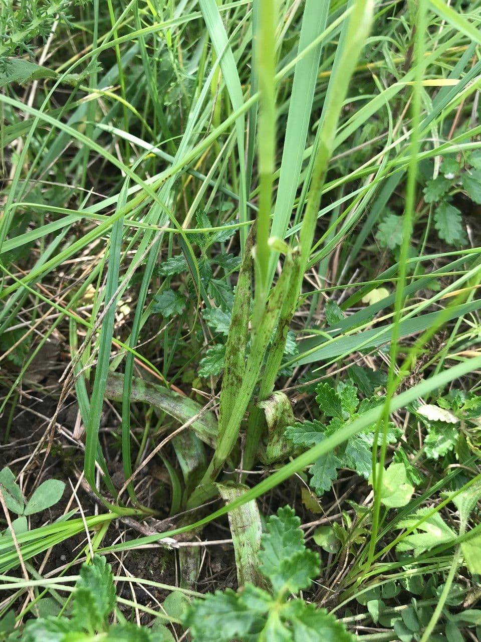 Orchide cimicina 19