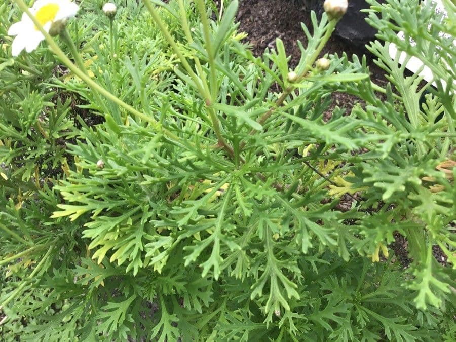 Argyranthemum 14