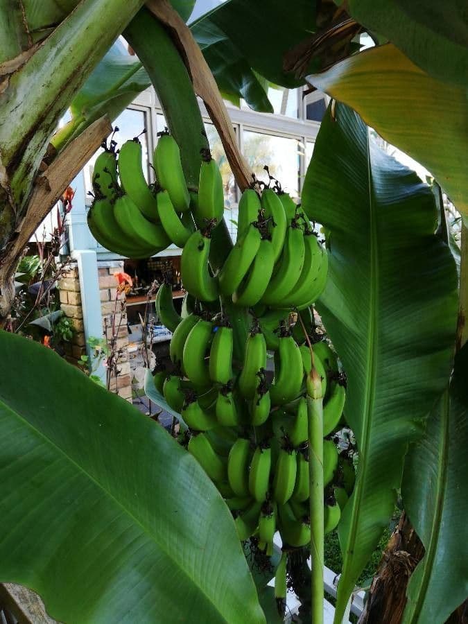 Plátano 4