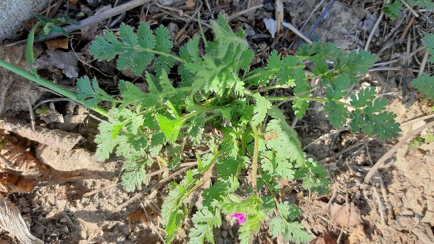 Erodium aethiopicum 16