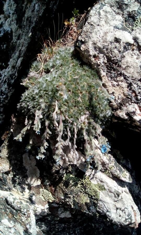 Eritrichium nanum 11