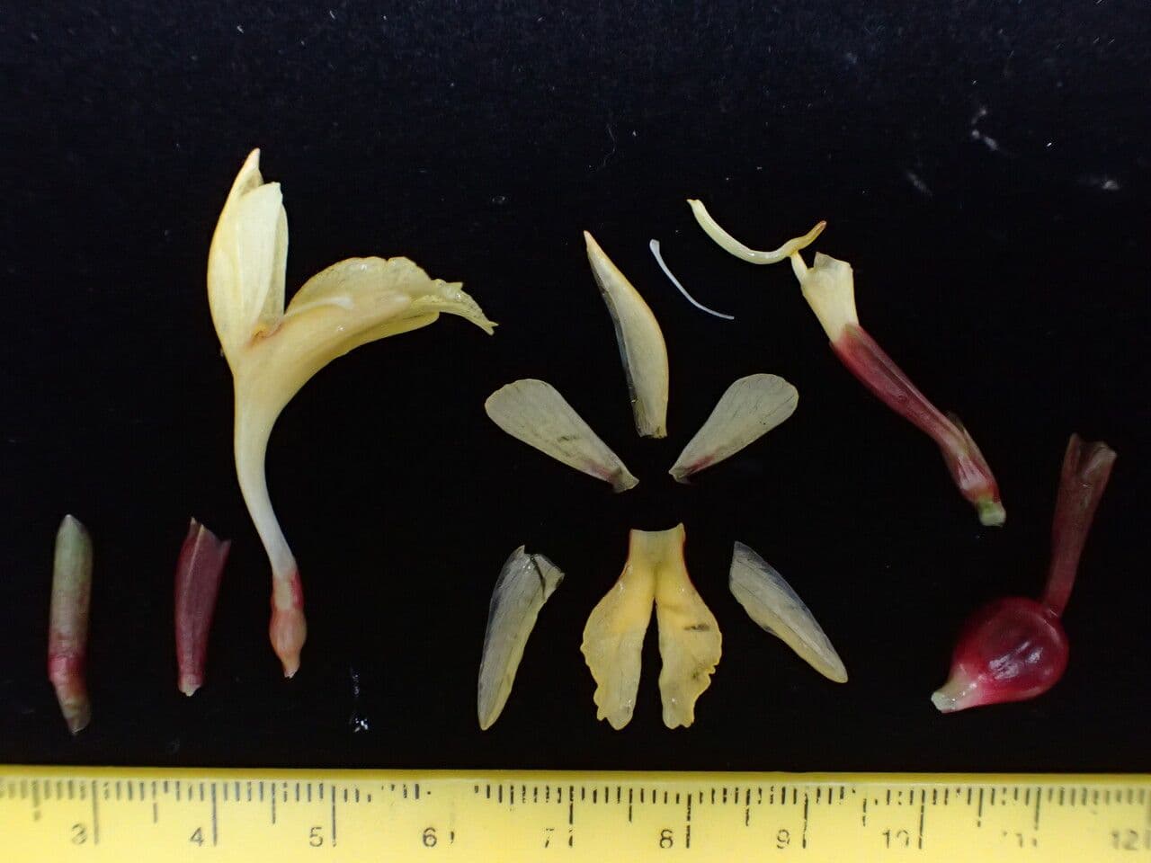 Cautleya 10
